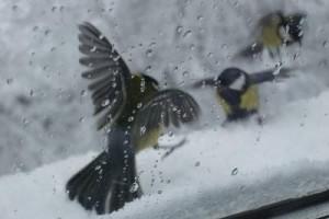 Приметы и суеверия: птица ударилась в окно
