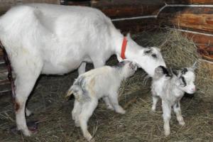 Окот козы: что делать, особенности ухода за козлятами