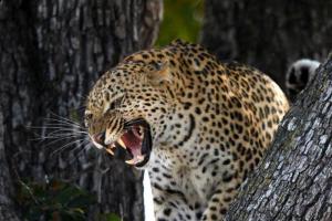 Что значит сон про леопарда