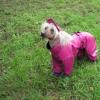 Как подобрать одежду для китайской хохлатой собаки Схема вязания одежды для китайской хохлатой собаки