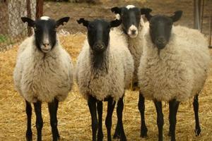 Происхождение породы овец тексель, преимущества и недостатки Тексель овцы