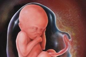 Шестой месяц беременности, развитие плода и ощущения матери