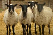 Origin of the Texel sheep breed, advantages and disadvantages of Texel sheep