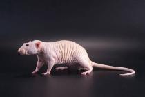 Unusual and mysterious bald rat "Sphinx