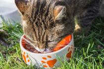 توصیه هایی برای چند بار تغذیه گربه در روز ، بسته به وزن و نوع غذا