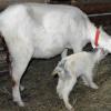 Lambing a goat: what to do, features of caring for kids