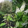 Health benefits and harms of red bird cherry How to make bird cherry jam