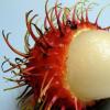 Rambutan - خواص مفید یک میوه عجیب و غریب و همچنین مضرات آن موارد منع مصرف و مضرات