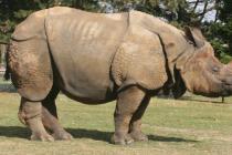 Rhino چه حیوانی جایی که ریو زندگی می کند سفید Rhino بزرگترین دیدگاه از Rhino و بزرگترین پستانداران زمین پس از یک فیل است