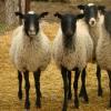 Origin of the Texel sheep breed, advantages and disadvantages of Texel sheep