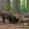 Caban - wild pig where boars are found