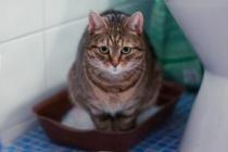 دلایل و درمان خون در ادرار گربه چیست؟