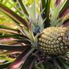 How pineapple grows: tips for growing