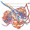 چگونه اکسیژن وارد مویرگ های خون می شود