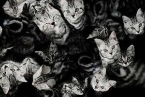 چرا یک زن در خواب گربه می بیند: متاهل، مجرد، دختر، باردار - تعبیر از کتاب های رویایی من خواب دیدم که گربه من