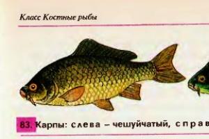 موضوع: انواع ماهی ها، اهمیت آنها در طبیعت