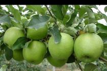 Apples Granny Smith (Granny Smith) - Description of the apple tree grade of Grennie Grennie Smith