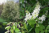 The health benefits and harms of red bird cherry How to make bird cherry jam