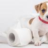 چگونه سگ را از شیر بگیریم و در خانه بنویسیم، روش ها و ابزارهای آزمایش شده زمان