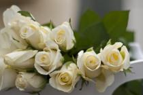 گلهای رز سفید به زبان گلها