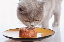 نحوه تغذیه گربه Fold انگلیس و گربه انگلیسی: مراقبت