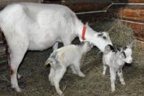 Lambing a goat: what to do, features of caring for kids