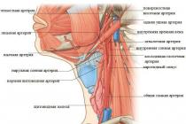 The second cervical vertebra and its pathology
