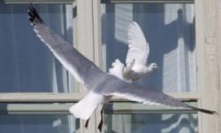 If a bird hit the window and flew away, a sign will decipher this phenomenon