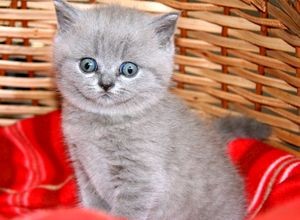 Клички для британских кошек и котов